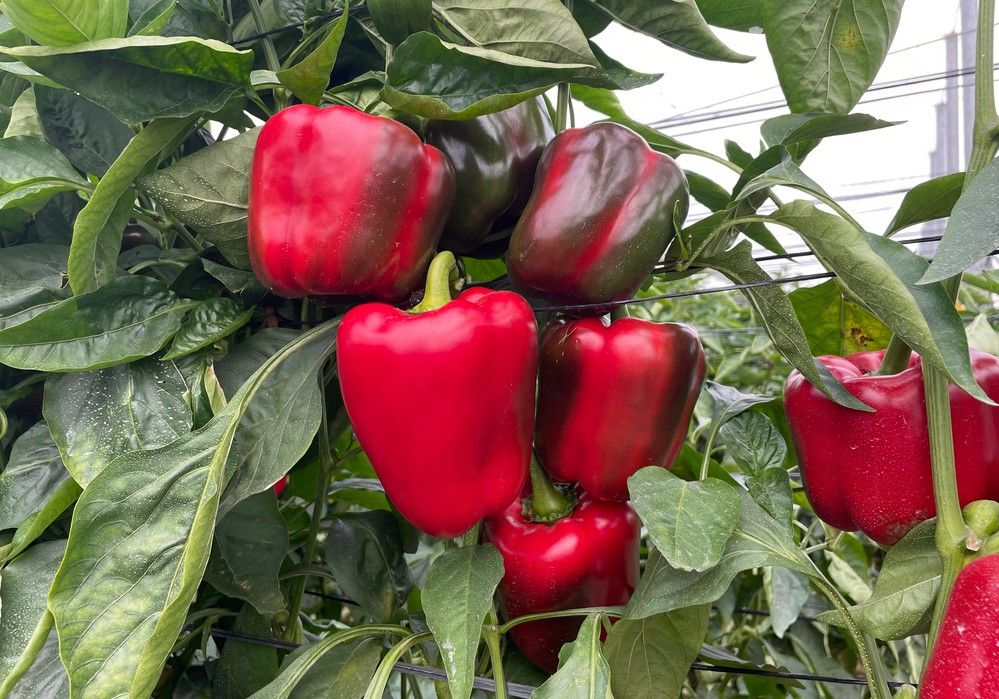 T34 Biocontrol, el producto ecológico ideal para el control de enfermedades de suelo sin LMRs