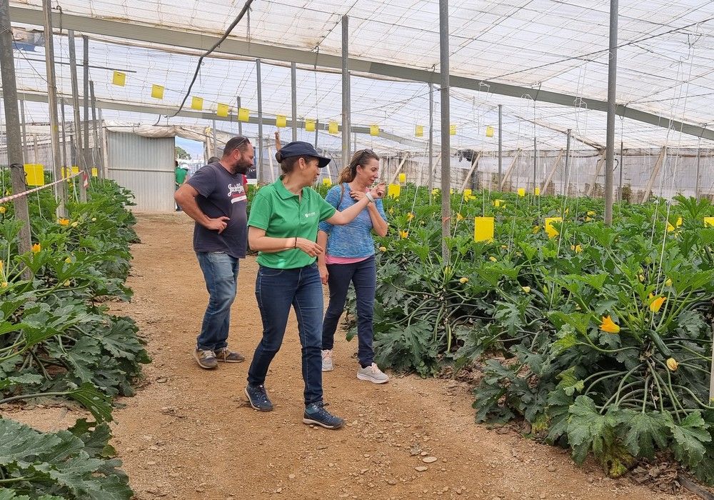 Dharma, el calabacín de HM.CLAUSE que saca pecho en producción y resistencias tanto en plantaciones de agosto y como primavera