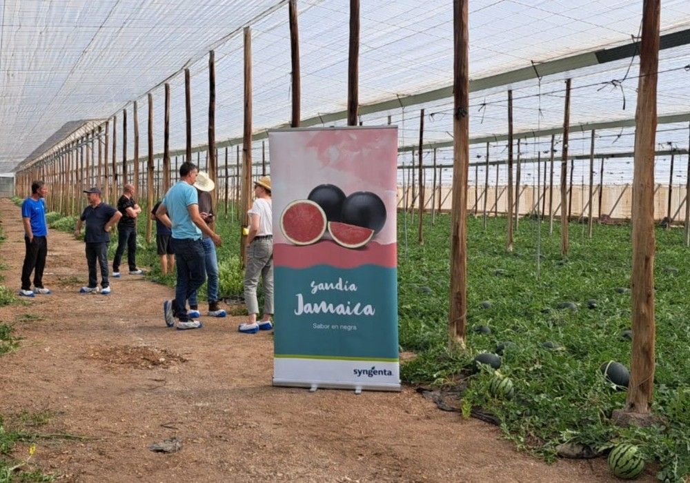 Jamaica, la sandía negra con sabor de Syngenta, protagonista de unas jornadas en Níjar