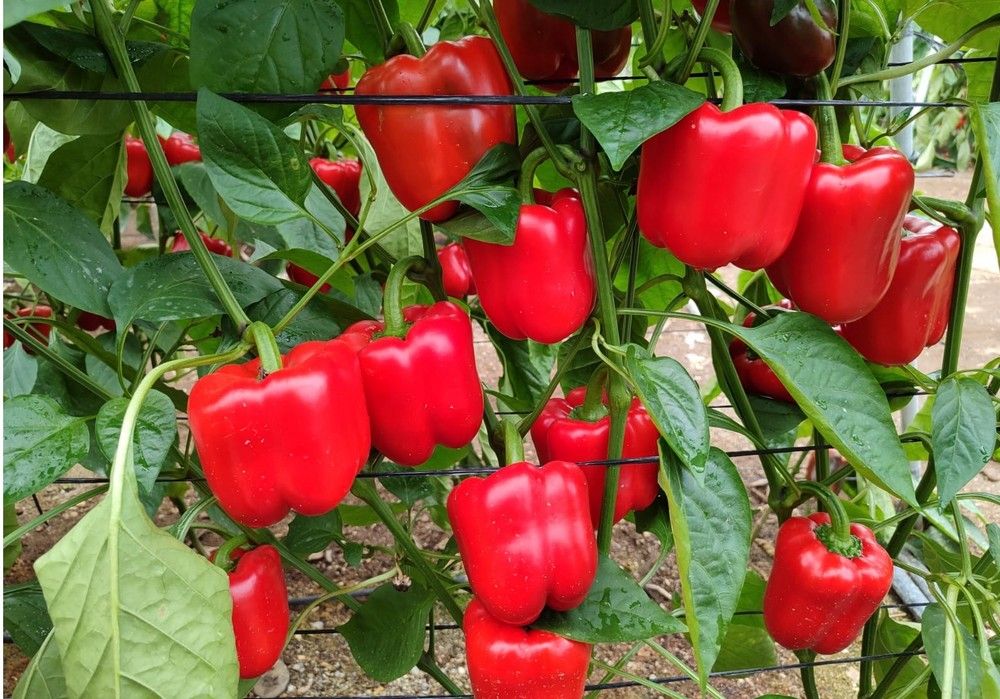 ALABARDA y ARIETE, los pimientos tardíos de SURSEEDS que aseguran alta producción y calidad en invierno