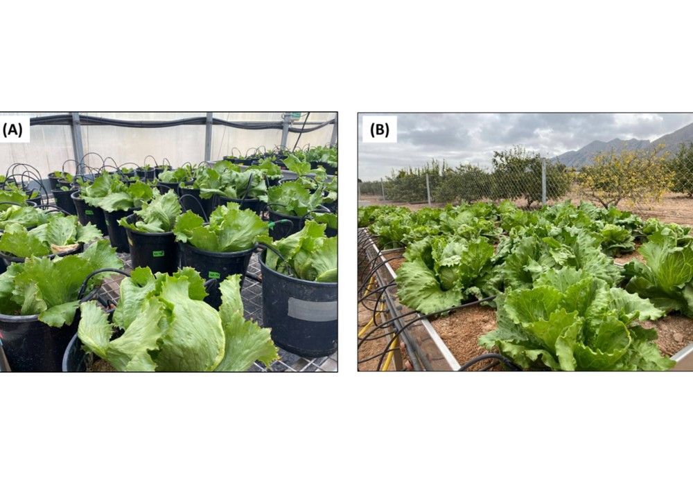 ¿Cómo reducir el lavado de nitratos y mejorar el rendimiento de lechuga?