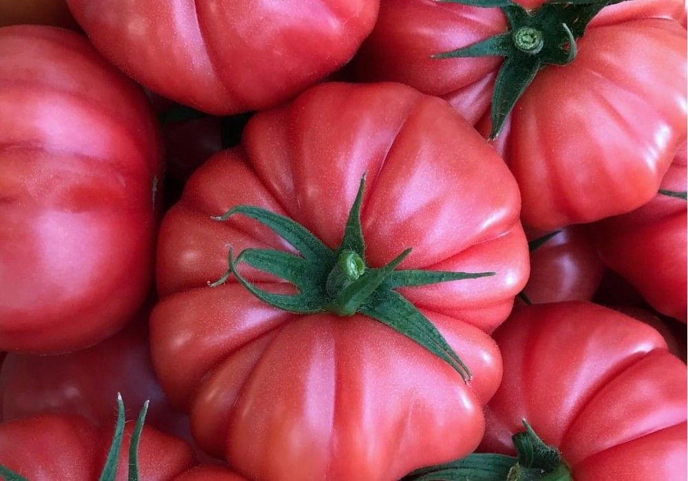 Tobias y Tobrossa, las nuevas propuestas de Yuksel Seeds para combatir el rugoso en suelto y rosa asurcado