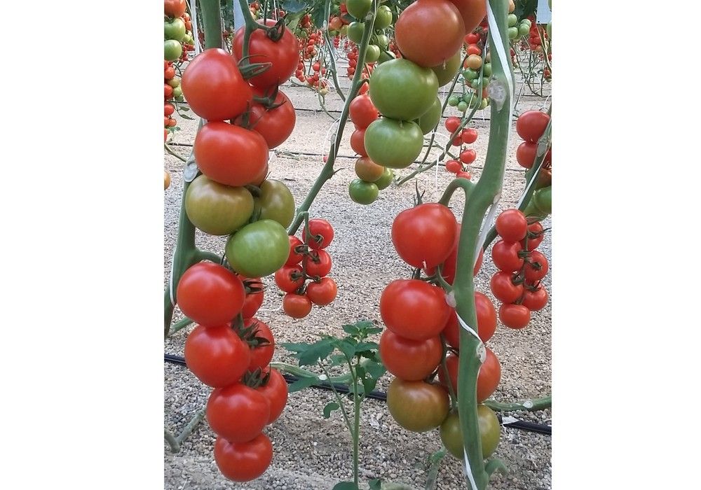 Romancero, el tomate rama de Ramiro Arnedo, continúa liderando su segmento