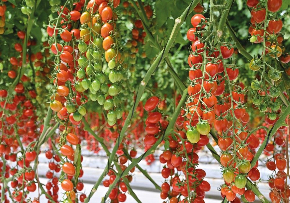 Así son los tomates más seguros de Harmoniz
