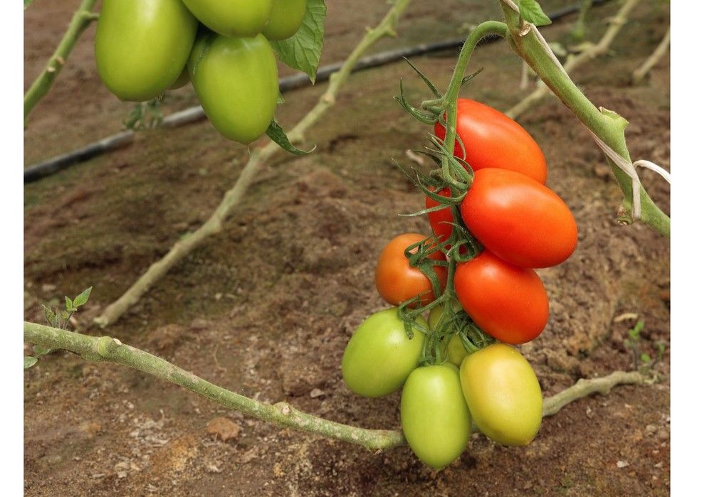 Así es Batalla, un tomate pera de gran calibre sin miedo al ToBRFV