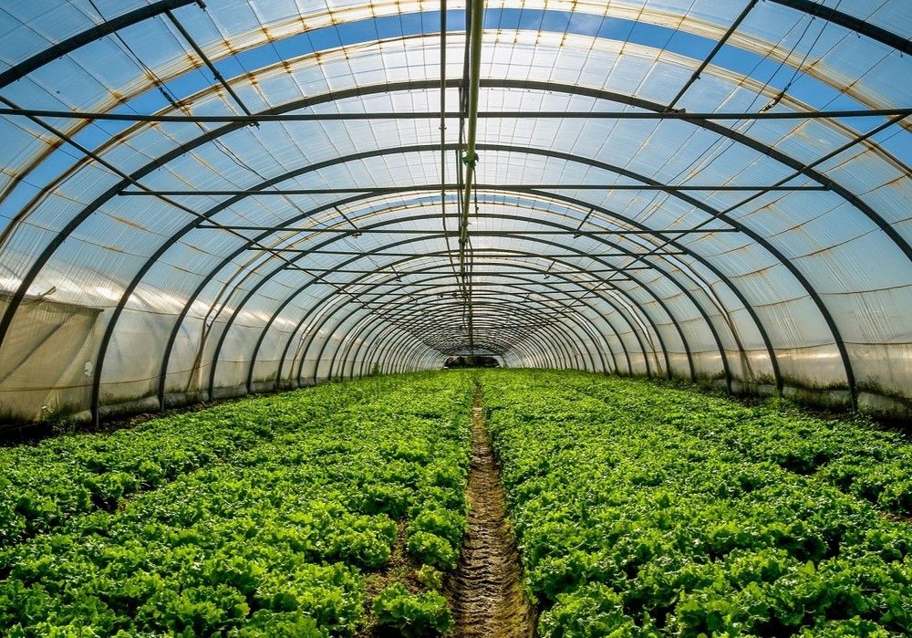 La Consejería pone a disposición del sector el Plan Estratégico para Frutas y Hortalizas de Invernadero