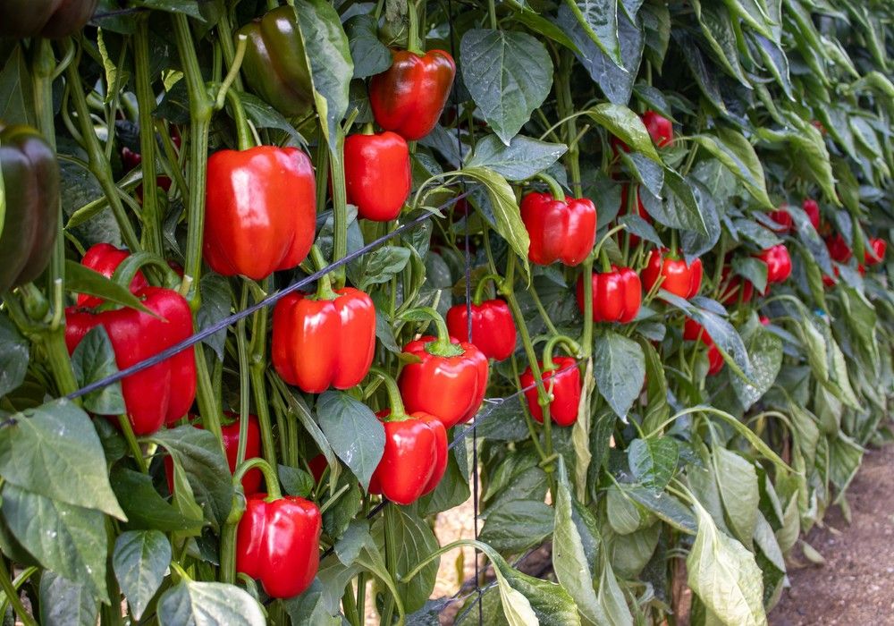 CapGen Seeds impulsa el cultivo de pimientos tardíos con Gaudí y dos nuevas variedades pre-comerciales