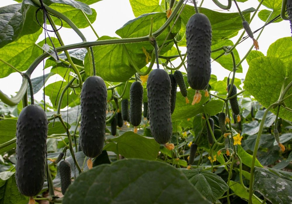 CapGen Seeds Presenta su Variedad de Pepino Corto Martínez en una Jornada de Puertas Abiertas