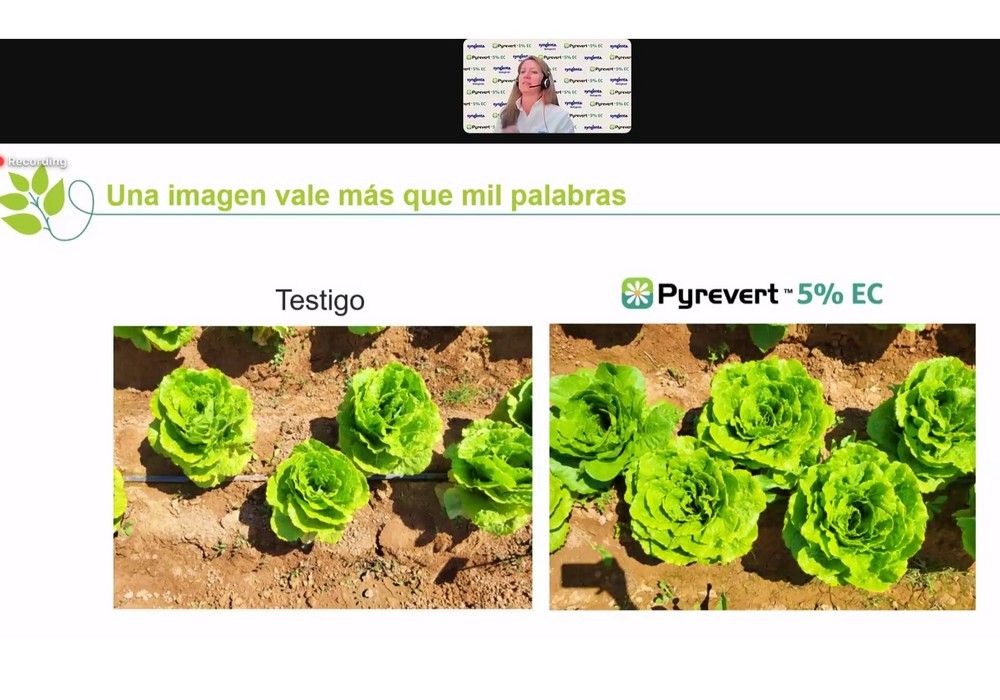 Syngenta lanza el bioinsecticida multiplaga Pyrevert 5% EC