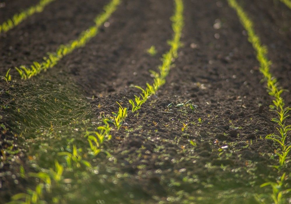 El Ministerio inicia la audiencia pública del proyecto de real decreto que simplifica y flexibiliza la aplicación de la Política Agraria Común