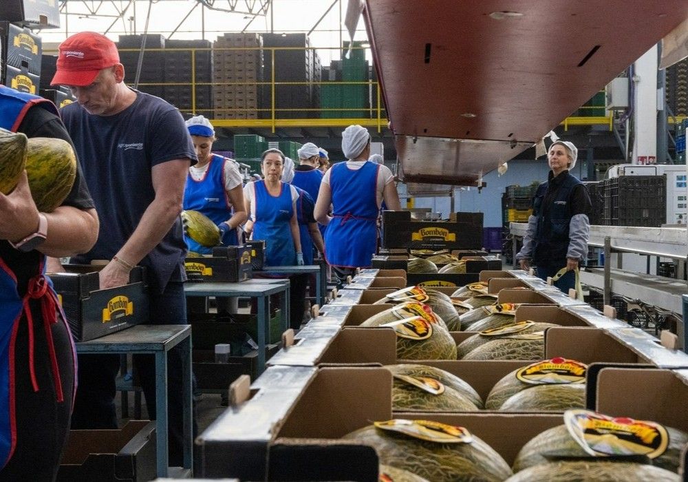 El incremento del volumen y la eficiencia en la gestión permiten a Grupo Agroponiente mejorar sus resultados históricos