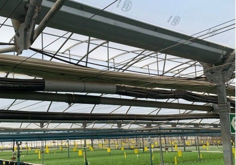 Ginegar asegura con Luminor calidad, buen crecimiento de planta y un óptimo rendimiento final