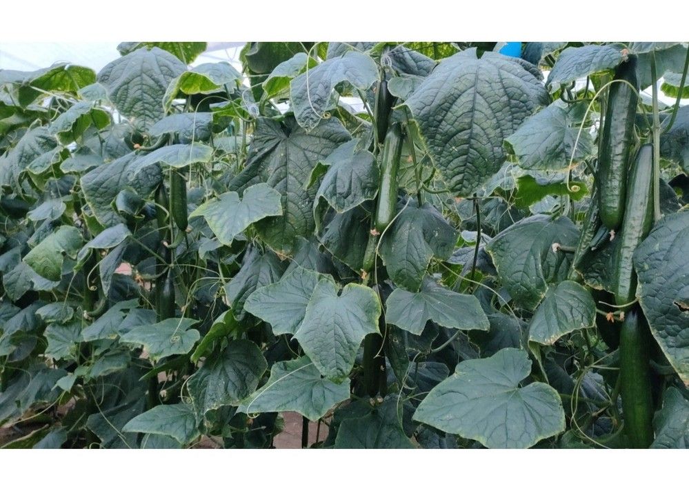 BAZÁN de Sur Seeds, el tardío más productivo y rústico
