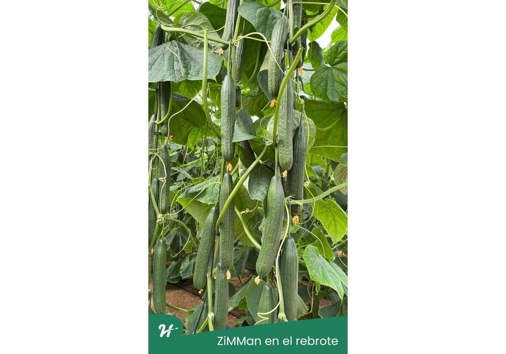 Haz frente al calor con ZiMMan,  el pepino holandés de Hazera España