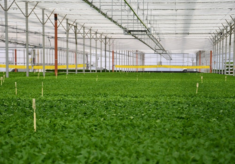 El semillero de Campoejido espera distribuir esta campaña casi 18 millones de plántulas desde Dalías