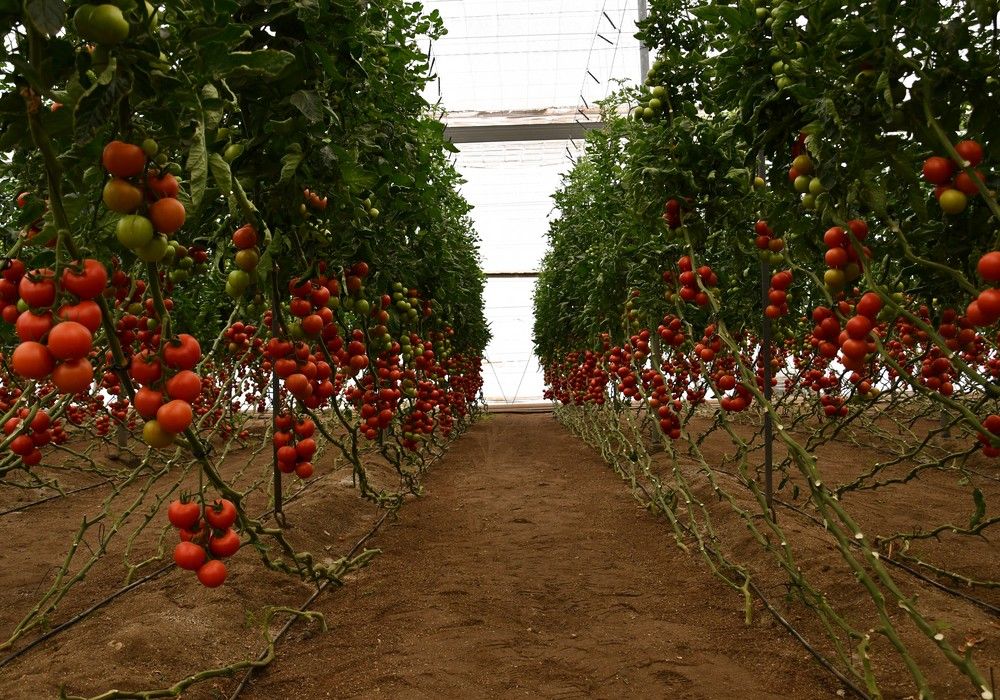 Alcazaba, Faladi y MaGneto, el tridente triunfal del catálogo de tomate de Semillas Fitó