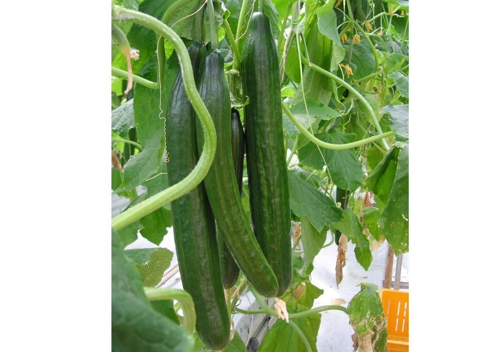 T43 Biocontrol es la solución integral y efectiva para el control de patógenos