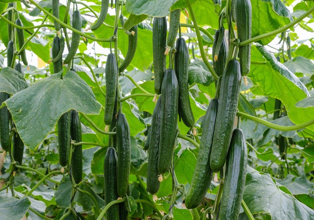 Dorian, el pepino holandés de Sakata que revoluciona las siembras tempranas