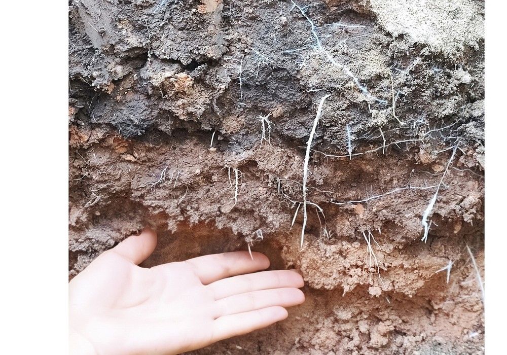 Más longitud radicular, biomasa vegetativa y absorción de nutrientes en ensayos en cultivo de calabacín