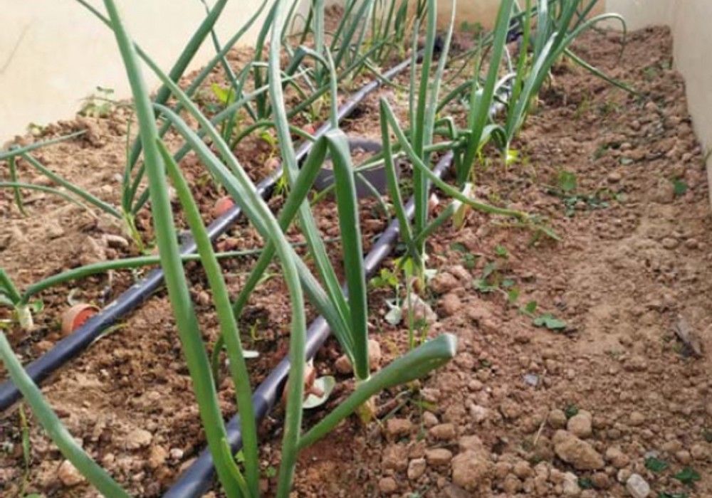 Mayor producción y reducción del lavado de nitratos en el cultivo de cebolla
