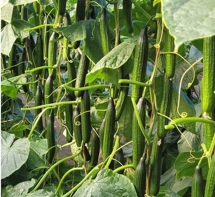 Así son los pepinos de Nunhems® para ciclo medio: resistencias, fruto oscuro y buen rebrote