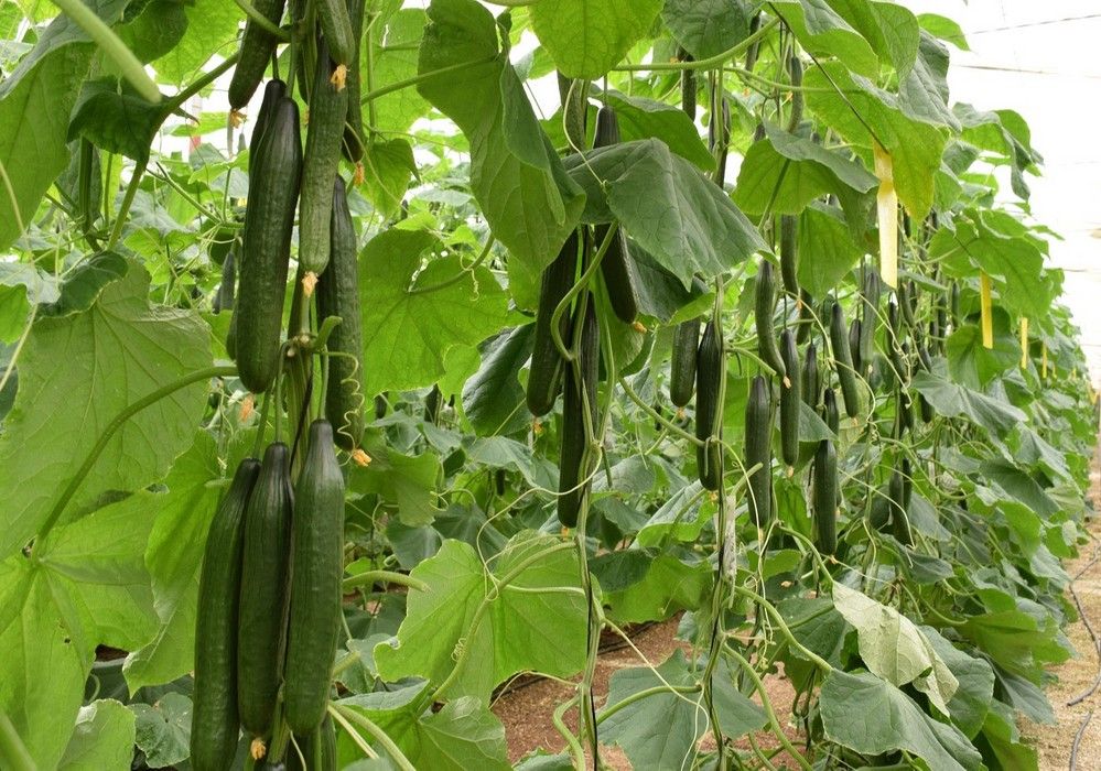 Bastian: producción, calidad y resistencias durante todo el ciclo de cultivo