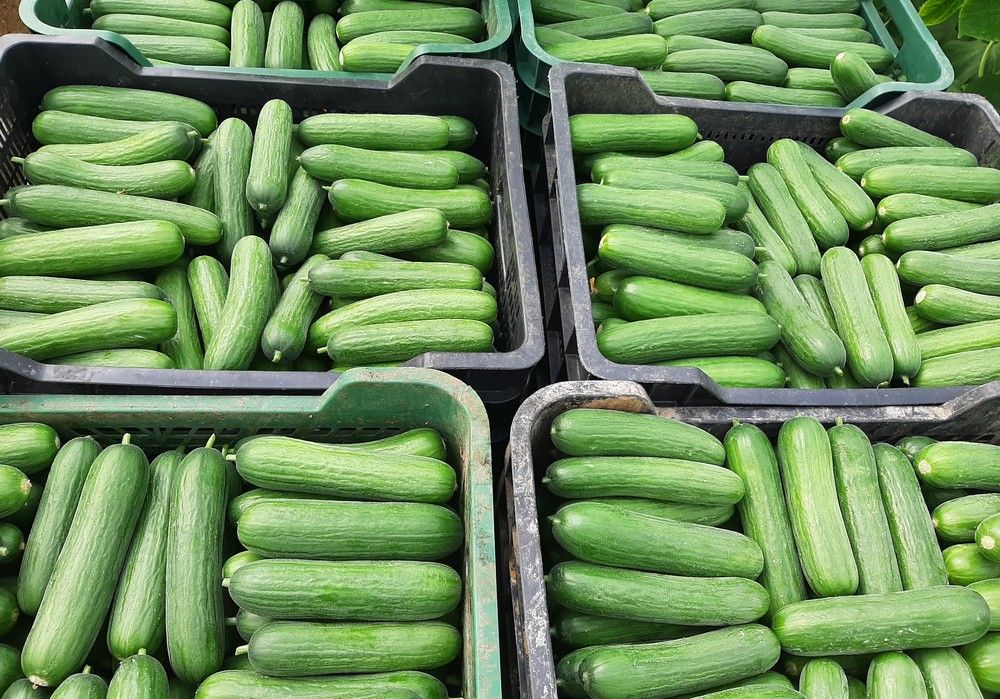 Isidro, el pepino midi de precocidad explosiva que revoluciona los trasplantes de verano