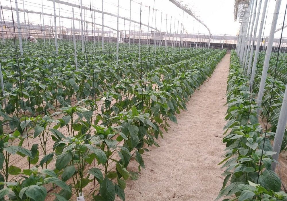 Pimiento y tomate adelantan su trasplante en busca de mejores cotizaciones en la nueva campaña 2024-2025