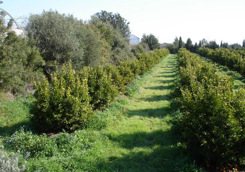 La superficie ecológica andaluza aumenta un 88% en una década y supera los 1,5 millones de hectáreas