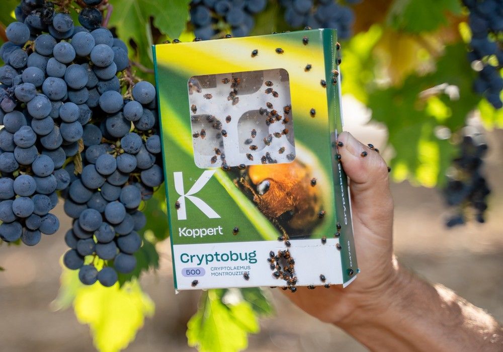 Koppert presenta en Fruit Attraction su red mundial de fincas demostrativas y su nueva aplicación de efectos secundarios gestionada por inteligencia artificial (IA)