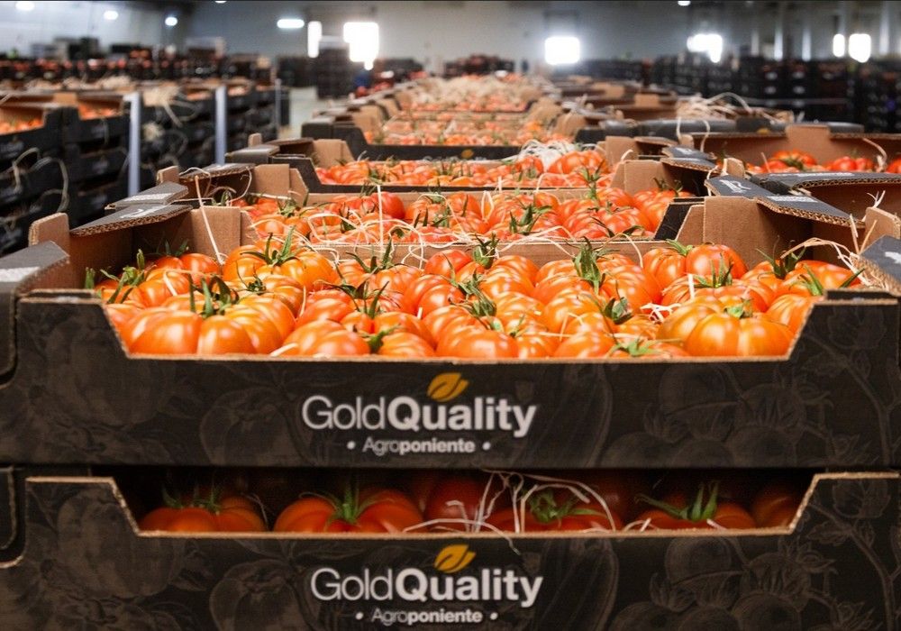 Grupo Agroponiente consolida su liderazgo cerrando una excelente campaña 23/24 con 325 millones de kilos comercializados