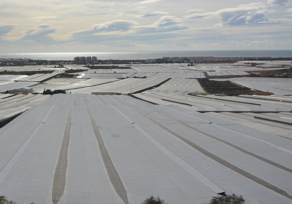 La Junta respalda la mejora de las explotaciones  de invernadero con cerca de 20 millones de euros en ayudas