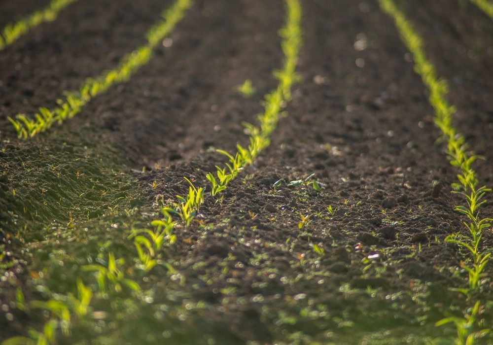 Planas valora la oportunidad del reglamento de restauración de la naturaleza para lograr una agricultura más sostenible