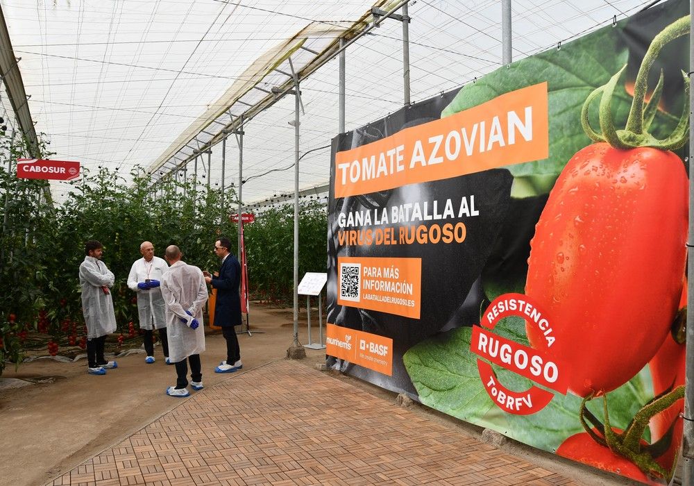 El catálogo de tomates resistentes de BASF|Nunhems crece con opciones para suelto y en rosa