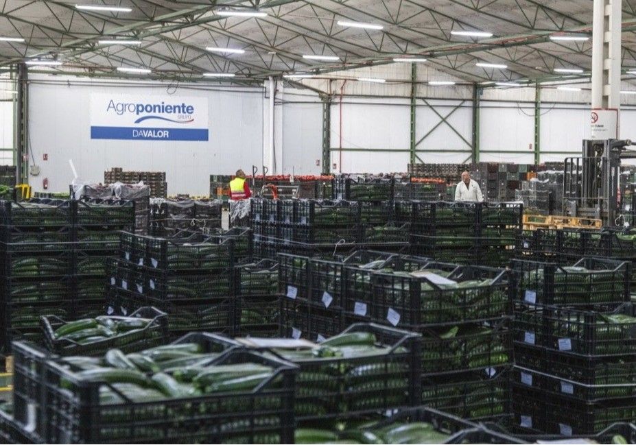 Grupo Agroponiente inicia la nueva campaña con un notable incremento del número de instalaciones y de la superficie de subasta