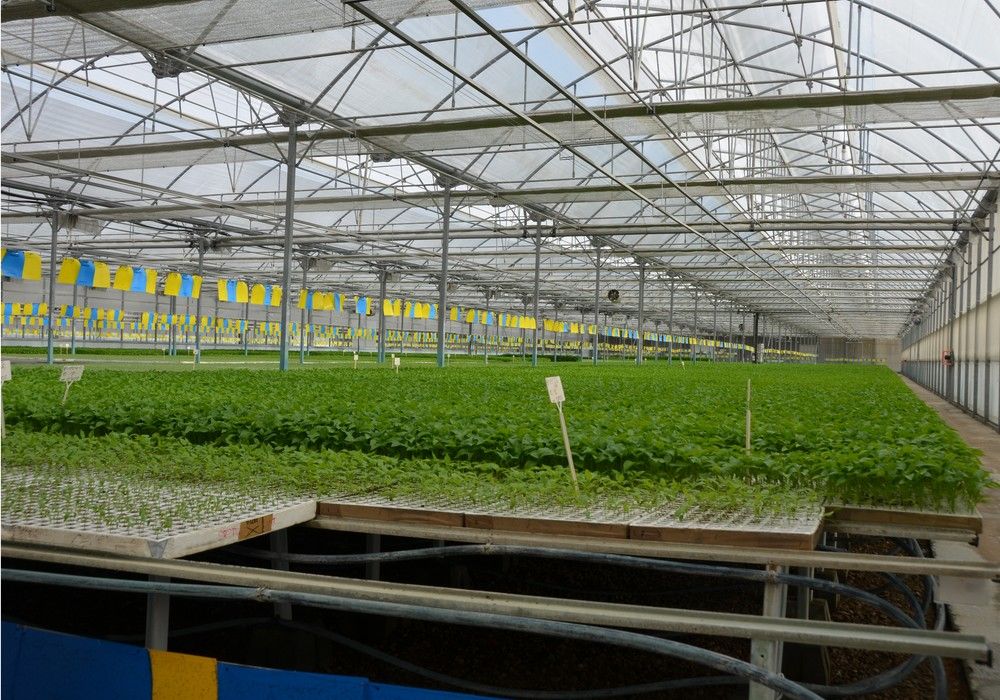 Más de dos décadas de experiencia convierten a Tecnobioplant en una apuesta segura en injerto de pepino