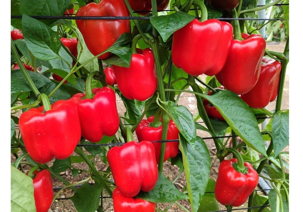 TRABUCO, el California de SUR SEEDS que asegura máxima producción de agosto a febrero