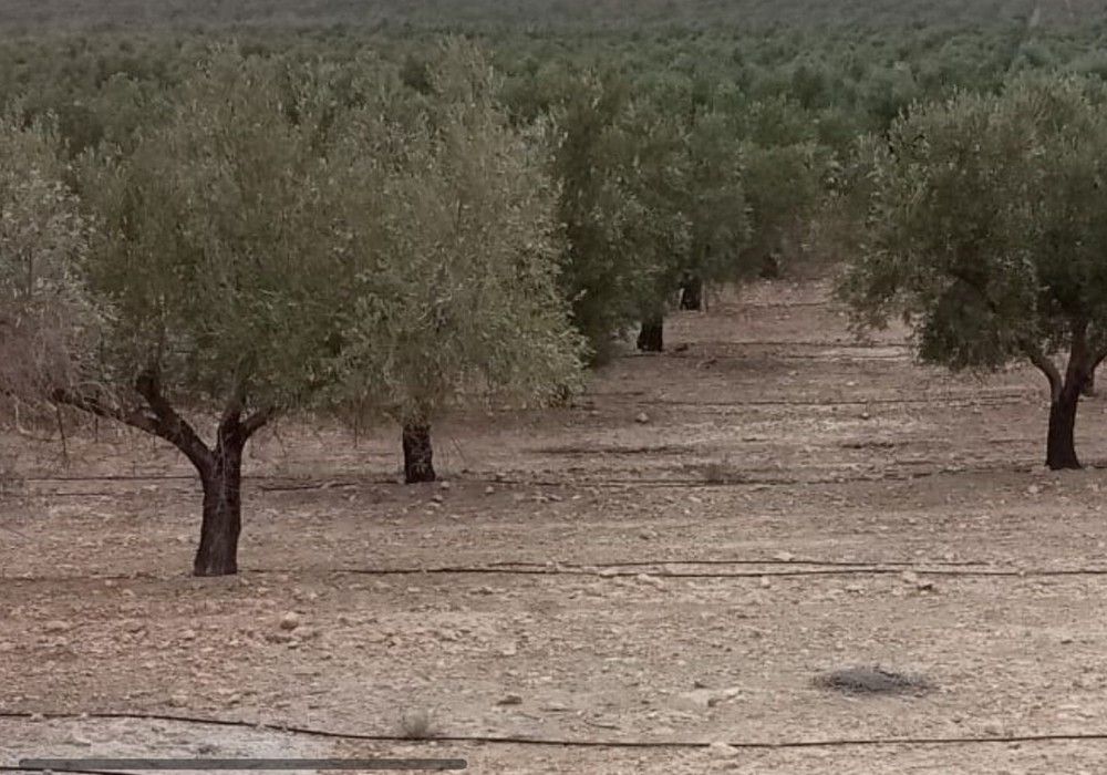 Almería obtendrá 7.400 toneladas de aceite de oliva, un 41% menos que la campaña anterior