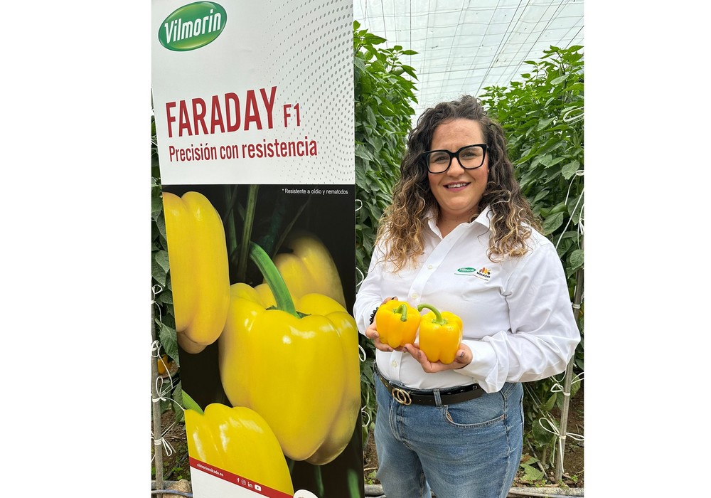 Vilmorin-Mikado presenta Faraday F1, su nuevo California amarillo con resistencia a oídio y nematodos