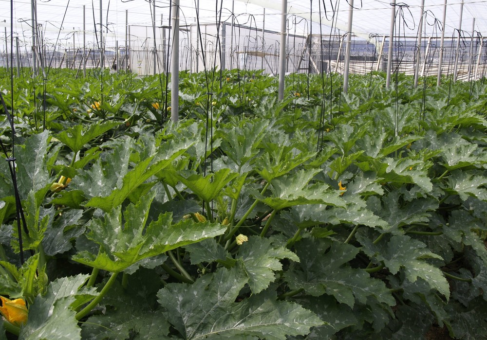 La pizarra agrícola cierra octubre con subida de precios en los principales hortícolas