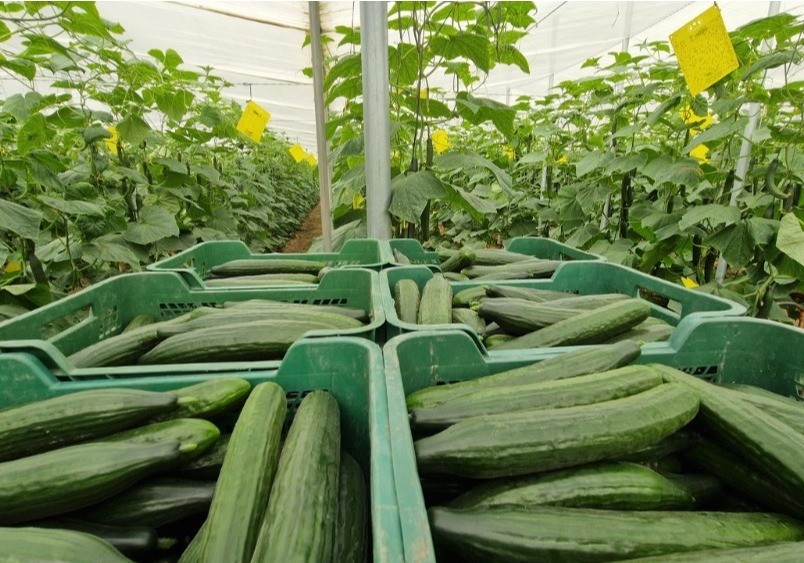 Helsinki, la máxima protección en pepino holandés para afrontar un ciclo largo