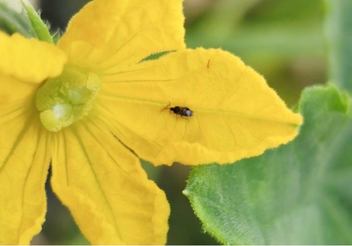 MONcontrol de Agrobío, el aliado clave para el control biológico de pepino en otoño