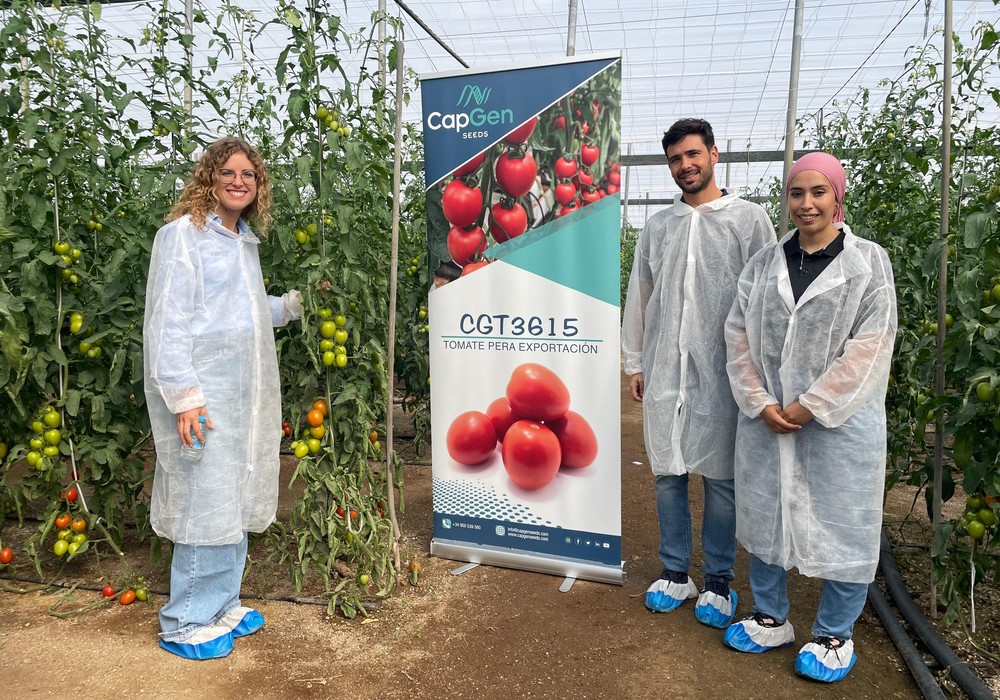 CapGen Seeds presenta en Níjar su nuevo tomate pera para exportación con resistencia al rugoso
