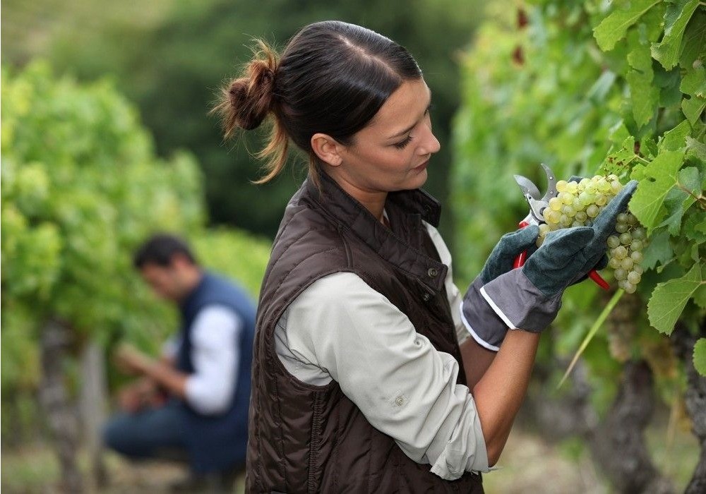 ASAJA anuncia la apertura de la convocatoria de ayudas destinadas a jóvenes agricultores