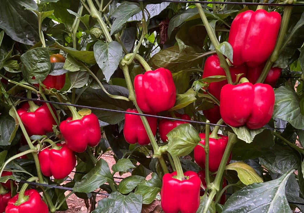 Rijk Zwaan prepara el Tour California para mostrar el buen rendimiento de sus pimientos en diferentes zonas de cultivo