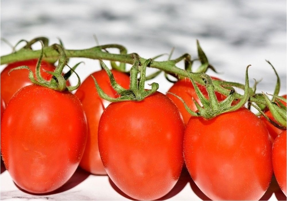 Los precios de judía y tomate salvan una pizarra marcada por la caída generalizada de la cotización media de hortícolas almerienses