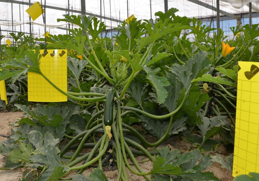 Las hortalizas cuya producción ha descendido más en los últimos cinco años son la lechuga, pepino y calabacín