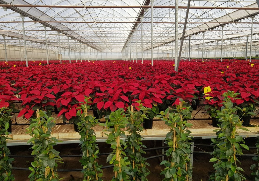 Almería se consolida como principal productora de Flor de Pascua de España