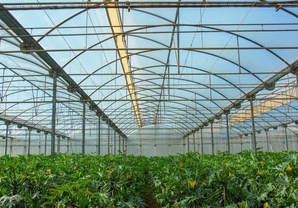 HORTYFRUTA sigue con atención la situación de mercado de algunos hortícolas