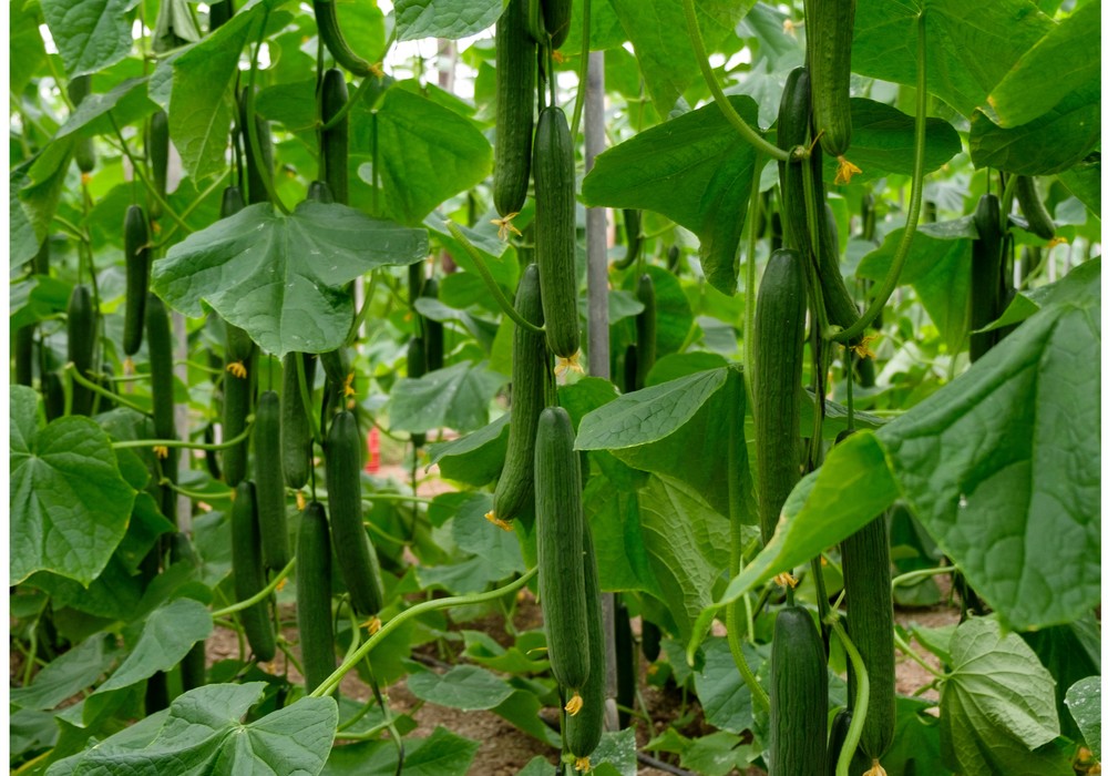 HORTYFRUTA recomienda no comercializar segundas categorías y exceso de calibre para pepino